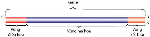 hinh-anh-bai-2-gene-qua-trinh-truyen-dat-thong-tin-di-truyen-va-he-gene-12412-0