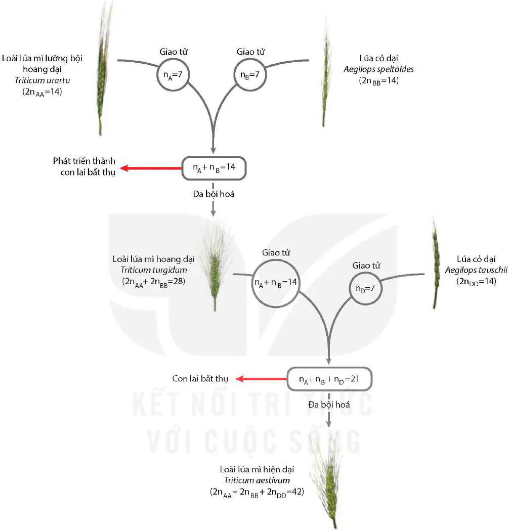 hinh-anh-bai-21-hoc-thuyet-tien-hoa-tong-hop-hien-dai-12983-2