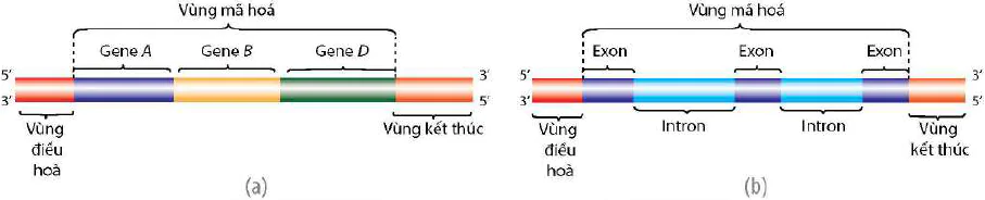 hinh-anh-bai-2-gene-qua-trinh-truyen-dat-thong-tin-di-truyen-va-he-gene-12412-1