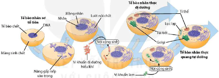 hinh-anh-bai-22-tien-hoa-lon-va-qua-trinh-phat-sinh-chung-loai-12985-1
