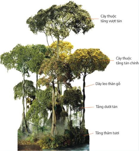 hinh-anh-bai-22-su-da-dang-cua-the-gioi-sinh-vat-cac-doi-thien-nhien-tren-trai-dat-rung-nhiet-doi-10707-5