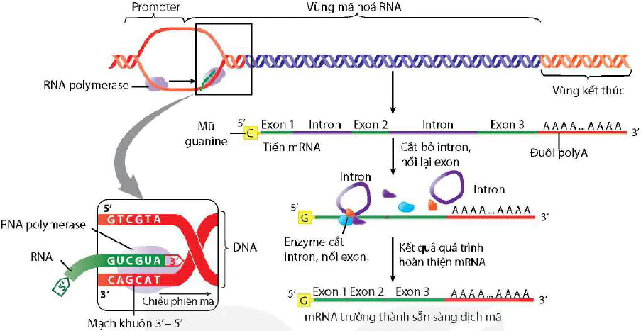 hinh-anh-bai-2-gene-qua-trinh-truyen-dat-thong-tin-di-truyen-va-he-gene-12412-2