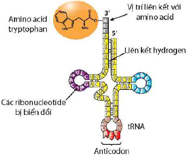 hinh-anh-bai-2-gene-qua-trinh-truyen-dat-thong-tin-di-truyen-va-he-gene-12412-3