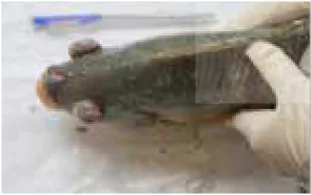hinh-anh-bai-24-mot-so-benh-thuy-san-pho-bien-va-bien-phap-phong-tri-12305-1