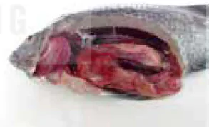 hinh-anh-bai-24-mot-so-benh-thuy-san-pho-bien-va-bien-phap-phong-tri-12305-3