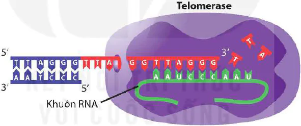 hinh-anh-bai-2-gene-qua-trinh-truyen-dat-thong-tin-di-truyen-va-he-gene-12412-4