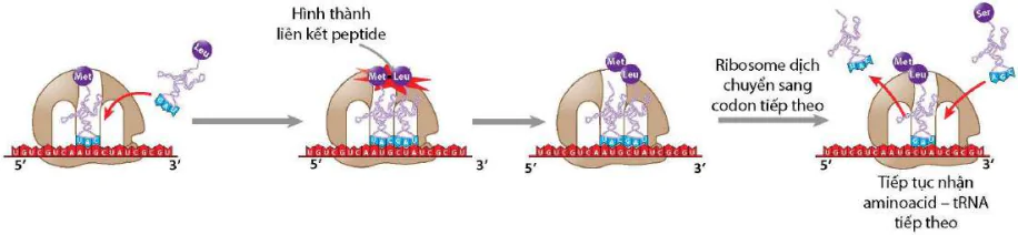 hinh-anh-bai-2-gene-qua-trinh-truyen-dat-thong-tin-di-truyen-va-he-gene-12412-7