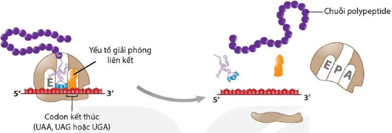 hinh-anh-bai-2-gene-qua-trinh-truyen-dat-thong-tin-di-truyen-va-he-gene-12412-8