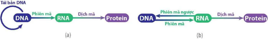 hinh-anh-bai-2-gene-qua-trinh-truyen-dat-thong-tin-di-truyen-va-he-gene-12412-9