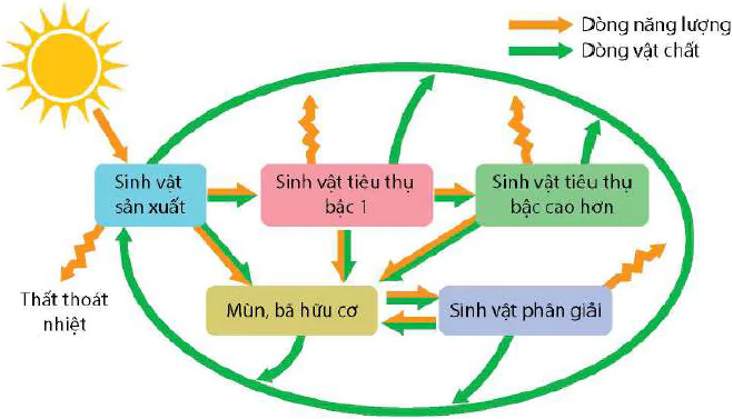 hinh-anh-bai-29-trao-doi-vat-chat-va-chuyen-hoa-nang-luong-trong-he-sinh-thai-13065-0