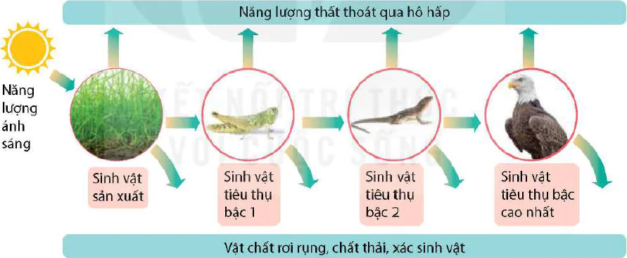 hinh-anh-bai-29-trao-doi-vat-chat-va-chuyen-hoa-nang-luong-trong-he-sinh-thai-13065-4