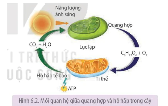 hinh-anh-bai-6-ho-hap-o-thuc-vat-3647-2