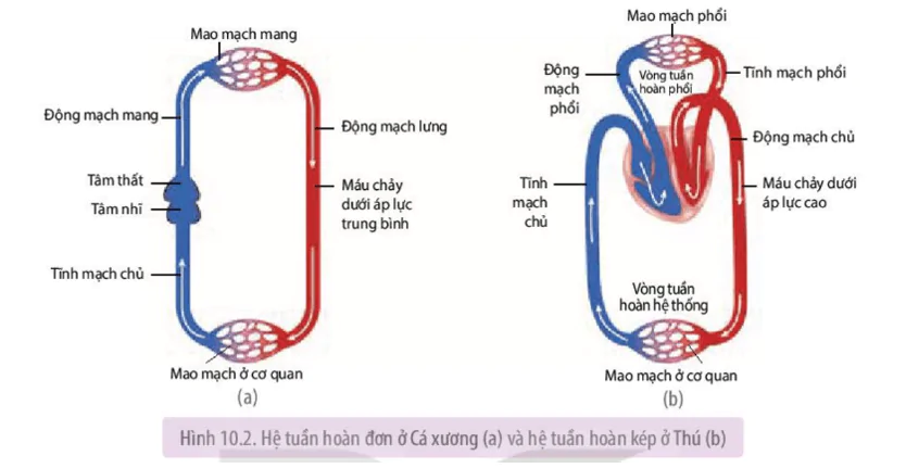 hinh-anh-bai-10-tuan-hoan-o-dong-vat-3651-2