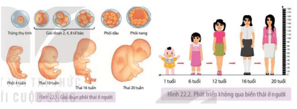 hinh-anh-bai-22-sinh-truong-va-phat-trien-o-dong-vat-3667-2