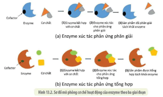 hinh-anh-bai-13-khai-quat-ve-chuyen-hoa-vat-chat-va-nang-luong-3724-2