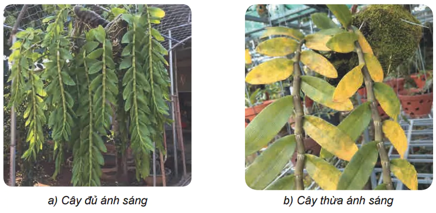 hinh-anh-bai-6-cham-soc-hoa-cay-canh-trong-chau-5349-1