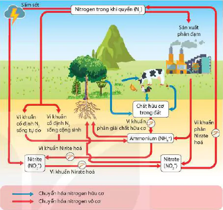 hinh-anh-bai-31-sinh-quyen-khu-sinh-hoc-va-chu-trinh-sinh-dia-hoa-13084-4