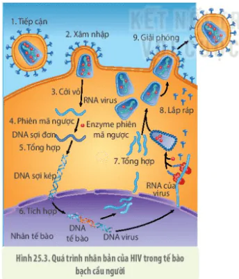 hinh-anh-bai-25-mot-so-benh-do-virus-va-cac-thanh-tuu-nghien-cuu-ung-dung-virus-3740-1