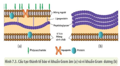 hinh-anh-bai-20-su-da-dang-va-phuong-phap-nghien-cuu-vi-sinh-vat-3735-4