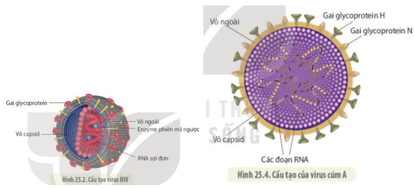 hinh-anh-bai-25-mot-so-benh-do-virus-va-cac-thanh-tuu-nghien-cuu-ung-dung-virus-3740-2