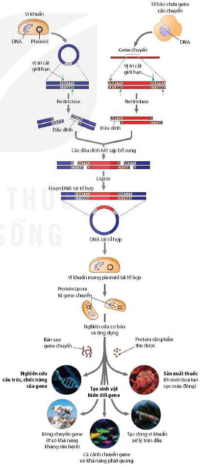 hinh-anh-bai-5-cong-nghe-di-truyen-12914-0