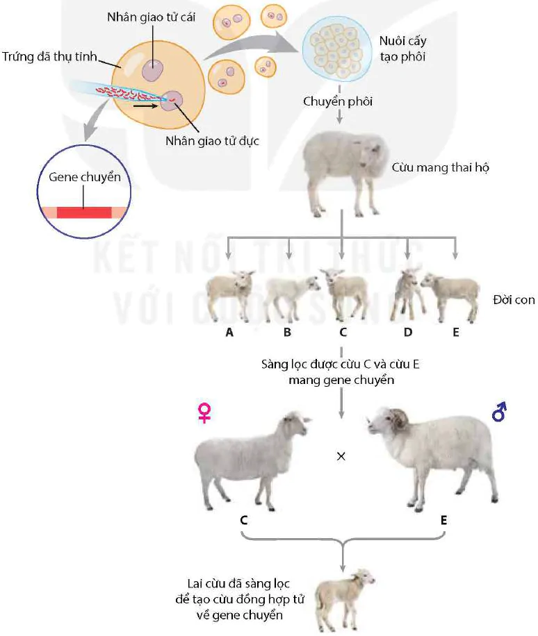hinh-anh-bai-5-cong-nghe-di-truyen-12914-1