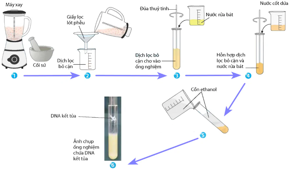 hinh-anh-bai-6-thuc-hanh-tach-chiet-dna-12915-0
