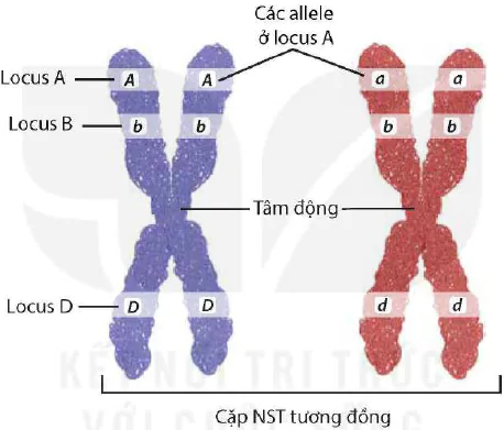 hinh-anh-bai-7-cau-truc-va-chuc-nang-cua-nhiem-sac-the-12916-1