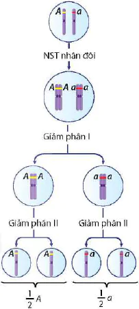 hinh-anh-bai-8-hoc-thuyet-di-truyen-cua-mendel-12941-4