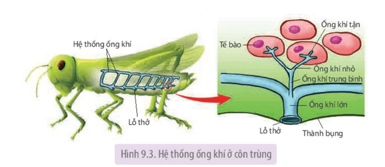 hinh-anh-bai-9-ho-hap-o-dong-vat-3650-1