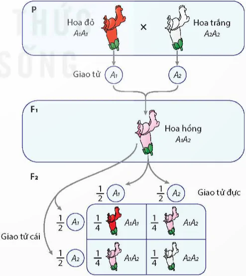 hinh-anh-bai-9-mo-rong-hoc-thuyet-mendel-12943-6