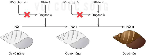 hinh-anh-bai-9-mo-rong-hoc-thuyet-mendel-12943-7