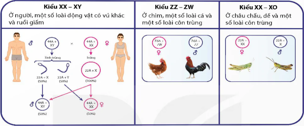 hinh-anh-bai-10-di-truyen-gioi-tinh-va-di-truyen-lien-ket-voi-gioi-tinh-12944-1