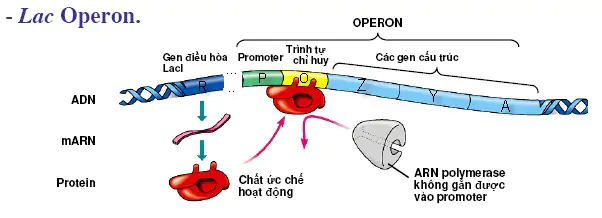 hinh-anh-bai-3-dieu-hoa-hoat-dong-cua-gen-3465-1