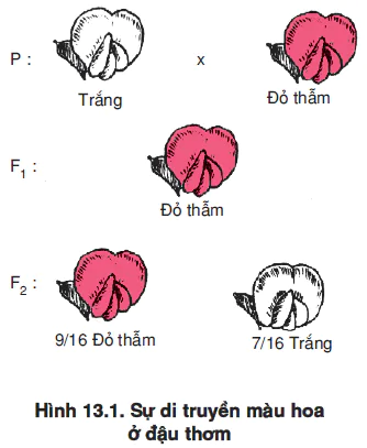 hinh-anh-bai-13-su-tac-dong-cua-nhieu-gen-va-tinh-da-hieu-cua-gen-3486-0