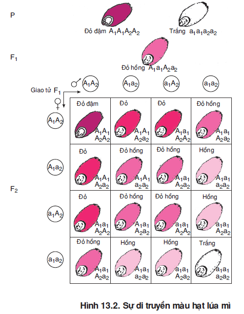 hinh-anh-bai-13-su-tac-dong-cua-nhieu-gen-va-tinh-da-hieu-cua-gen-3486-1