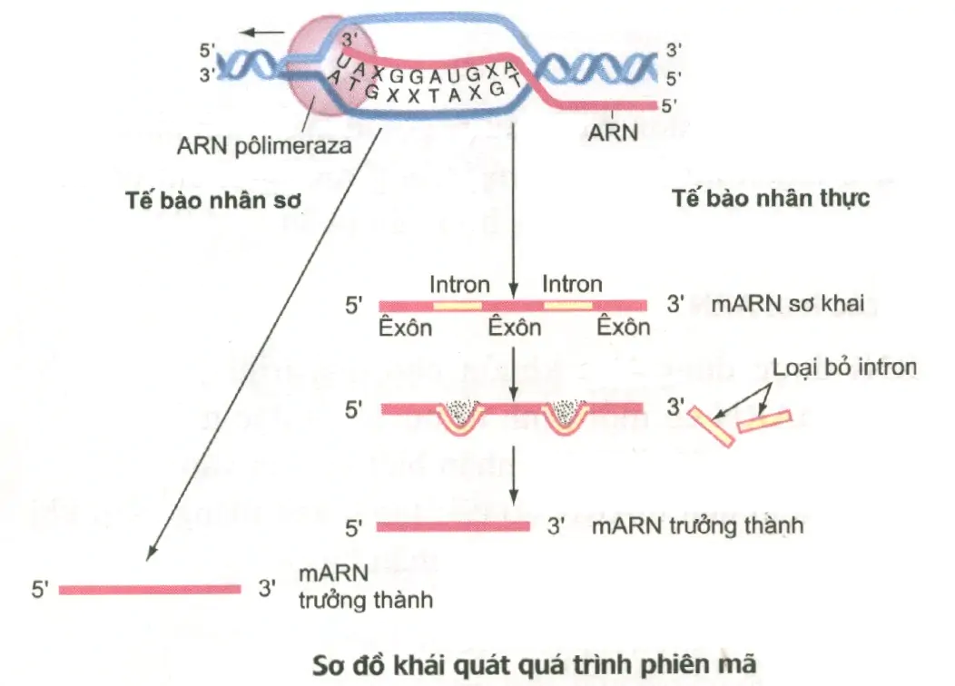 hinh-anh-bai-2-phien-ma-va-dich-ma-3385-0