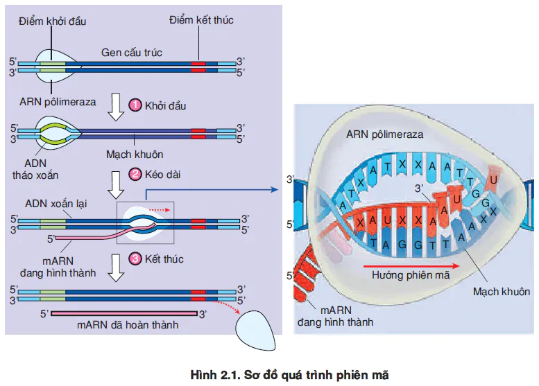 hinh-anh-bai-2-phien-ma-va-dich-ma-3464-0