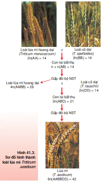 hinh-anh-bai-41-qua-trinh-hinh-thanh-loai-3530-0