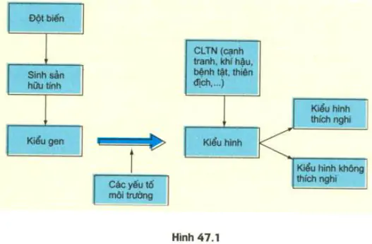 hinh-anh-bai-47-on-tap-phan-tien-hoa-va-sinh-thai-hoc-3461-0