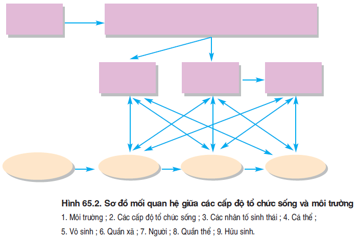 hinh-anh-bai-65-on-tap-phan-sau-tien-hoa-va-phan-bay-sinh-thai-hoc-3554-9