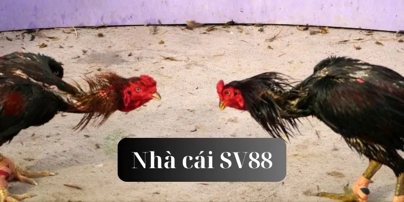 hinh-anh-mot-vai-net-ve-da-ga-sv88-nha-cai-ma-bet-thu-nen-biet-238-2