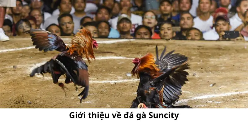 hinh-anh-san-choi-da-ga-suncity-noi-hoi-tu-nhung-tran-cuoc-dinh-cao-40-0