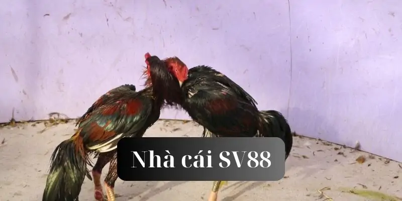 hinh-anh-mot-vai-net-ve-da-ga-sv88-nha-cai-ma-bet-thu-nen-biet-238-0