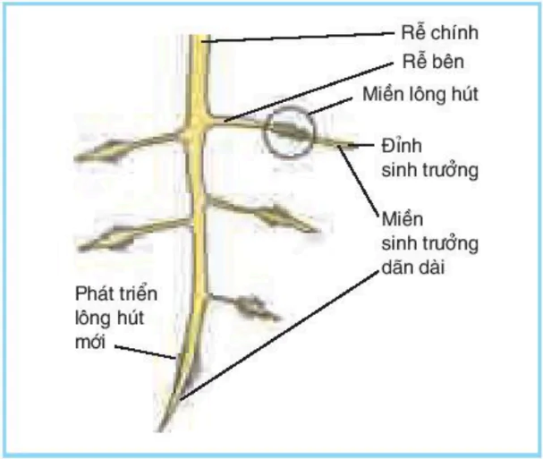 hinh-anh-bai-1-su-hap-thu-nuoc-va-muoi-khoang-o-re-3375-0