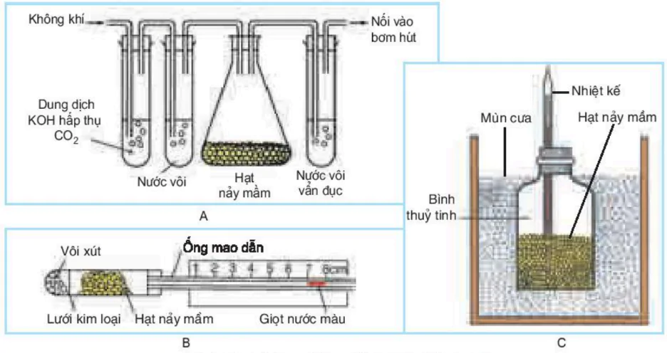 hinh-anh-bai-12-ho-hap-o-thuc-vat-3414-0