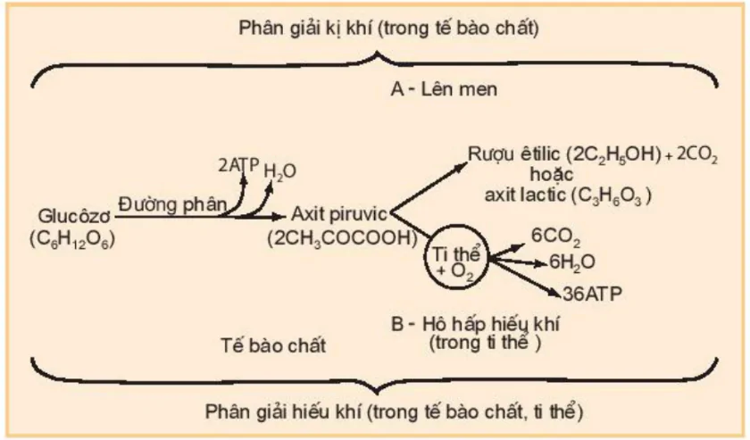 hinh-anh-bai-12-ho-hap-o-thuc-vat-3414-1