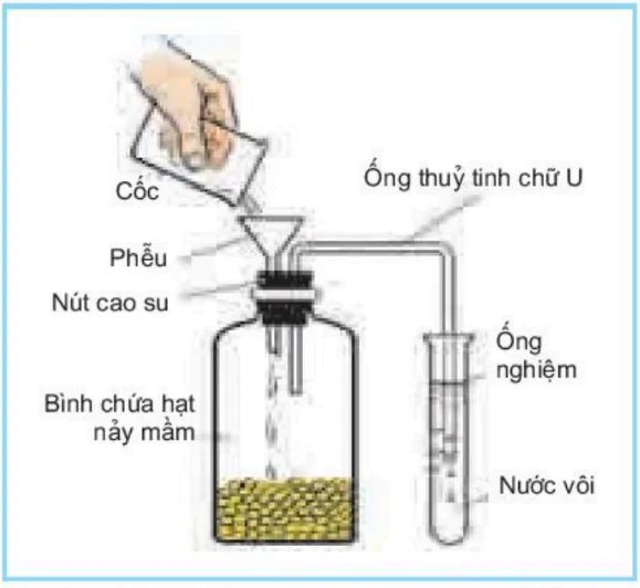 hinh-anh-bai-14-thuc-hanh-phat-hien-ho-hap-o-thuc-vat-3416-0