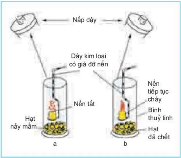 hinh-anh-bai-14-thuc-hanh-phat-hien-ho-hap-o-thuc-vat-3416-1