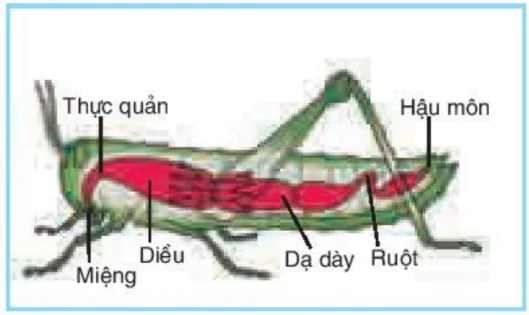 hinh-anh-bai-15-tieu-hoa-o-dong-vat-3417-3